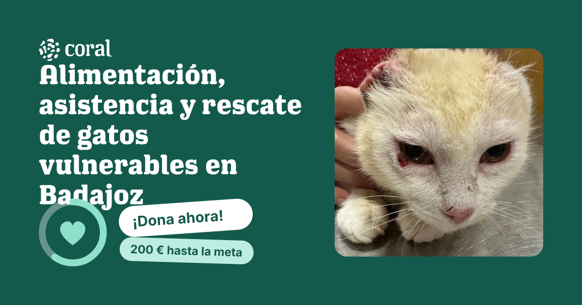Vista previa de Alimentación, asistencia y rescate de gatos vulnerables en Badajoz al compartir en redes sociales