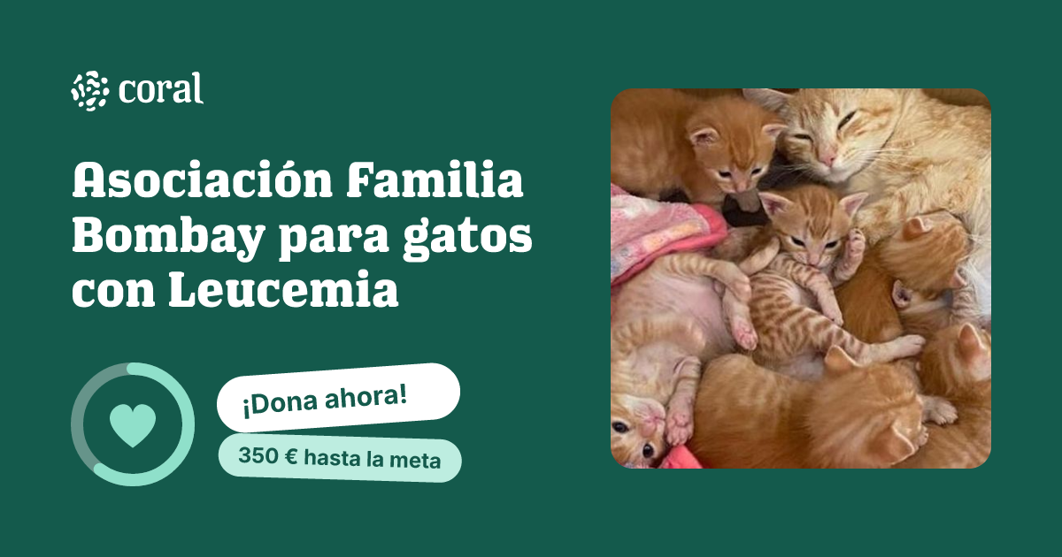 Vista previa de Asociación Familia Bombay para gatos con Leucemia al compartir en redes sociales