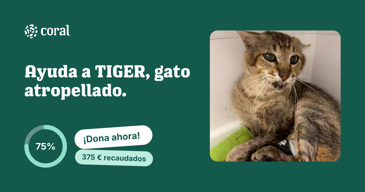 Vista previa de Ayuda a TIGER, gato atropellado. al compartir en redes sociales