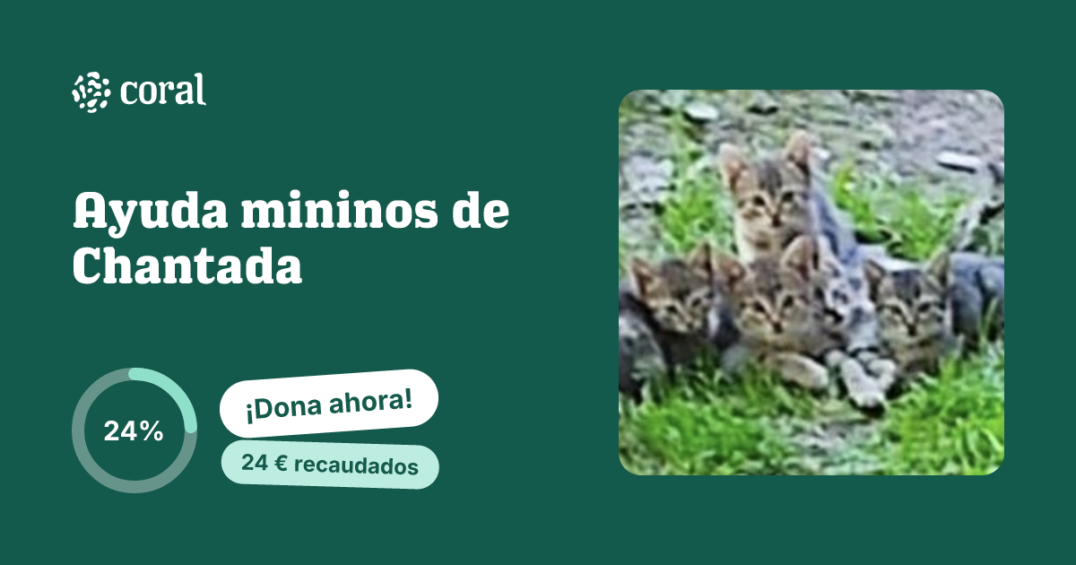 Vista previa de Ayuda mininos de Chantada al compartir en redes sociales