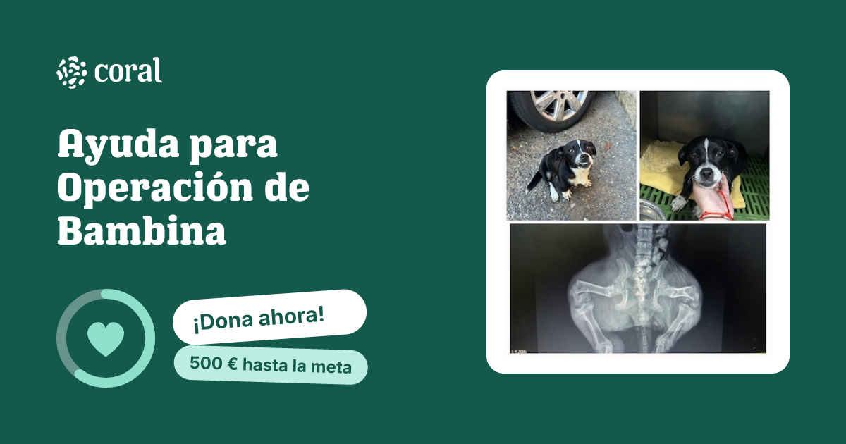 Vista previa de Ayuda para Operación de Bambina al compartir en redes sociales