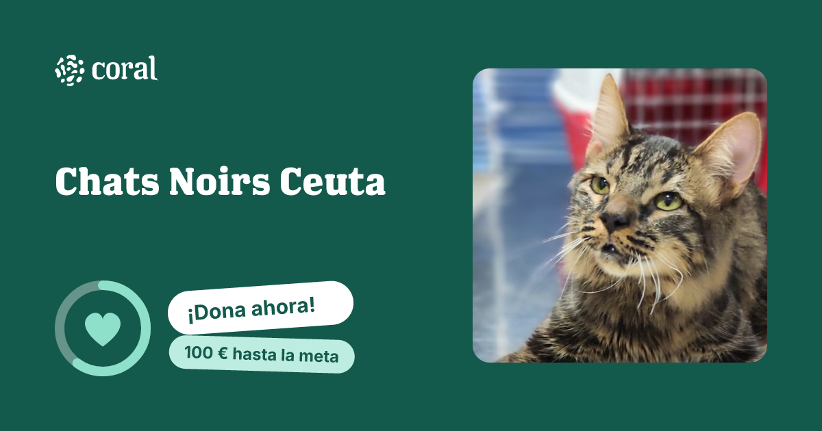 Vista previa de Chats Noirs Ceuta al compartir en redes sociales