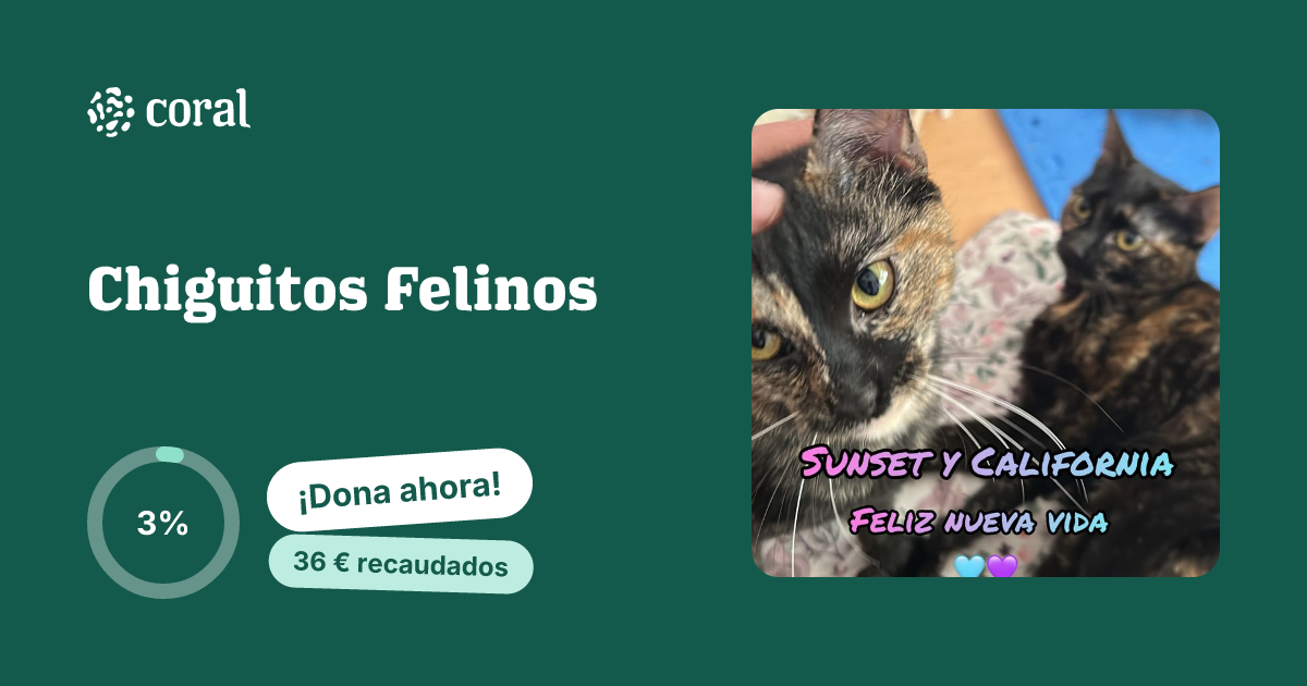 Vista previa de Chiguitos Felinos al compartir en redes sociales