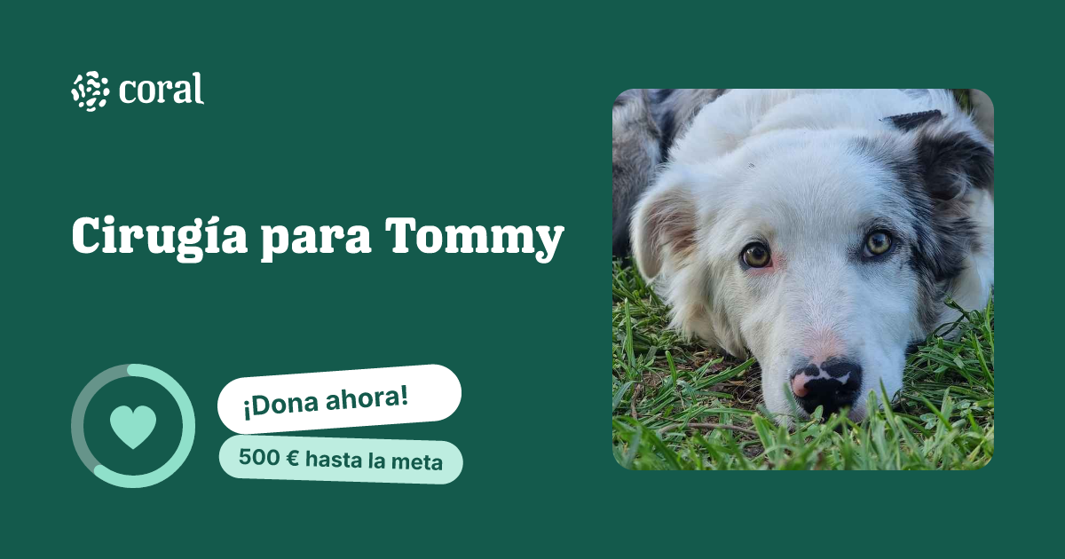Vista previa de Cirugía para Tommy al compartir en redes sociales