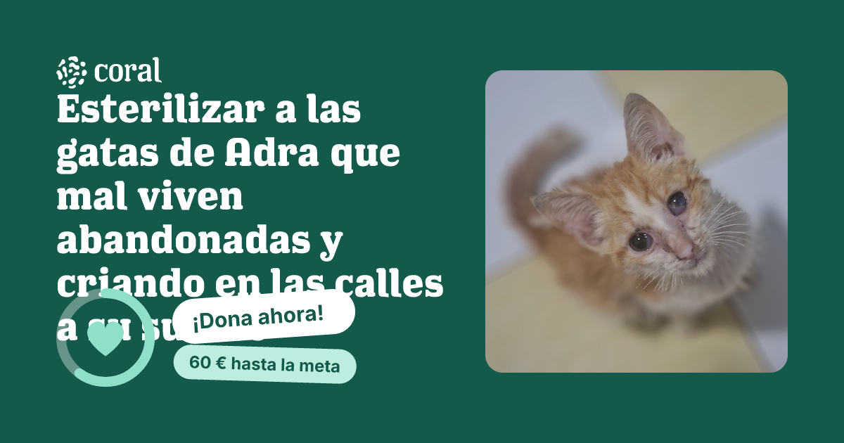 Vista previa de Esterilizar a las gatas de Adra que mal viven abandonadas y criando en las calles a su suerte al compartir en redes sociales