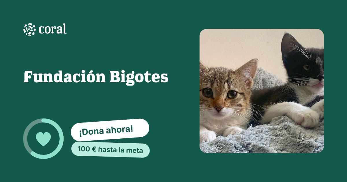 Vista previa de Fundación Bigotes al compartir en redes sociales