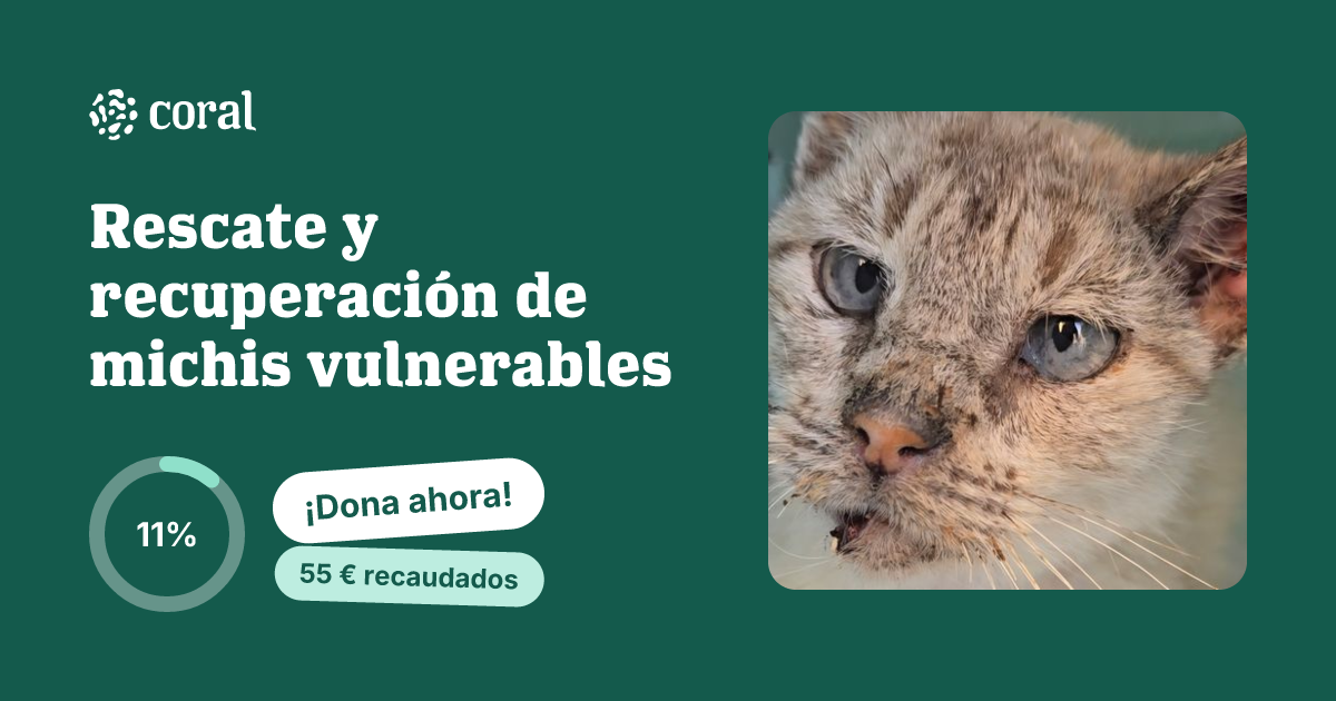 Vista previa de Rescate y recuperación de michis vulnerables al compartir en redes sociales