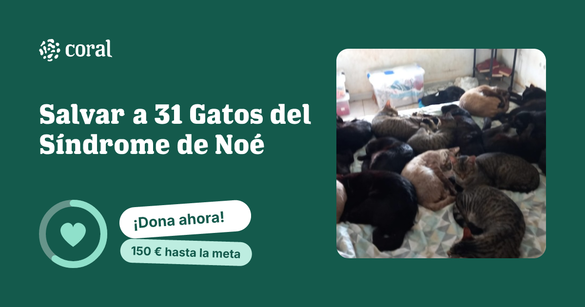 Vista previa de Salvar a 31 Gatos del Síndrome de Noé al compartir en redes sociales