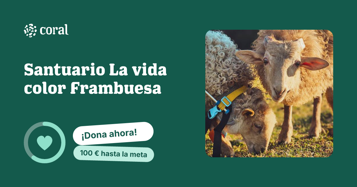 Vista previa de Santuario La vida color Frambuesa al compartir en redes sociales