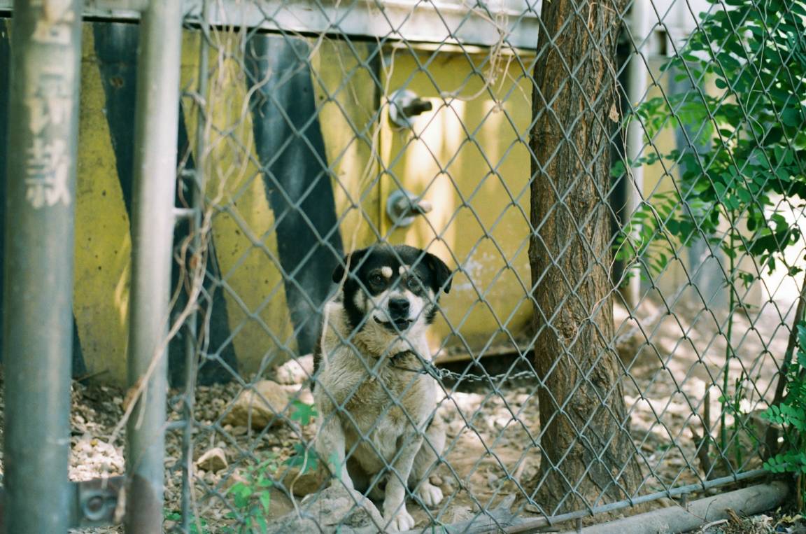 Imagen del artículo: Maltrato animal en España: cómo denunciar, qué dice la ley y cómo apoyar a quienes lo combaten