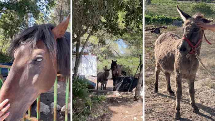 AYUDANOS A SALVAR A DOK Y TEIVIT! - Nos dedicamos a rescatar y rehabilitar animales víctimas del maltrato animal.
Todo lo que recaudemos... | Recaudación de fondos en Coral